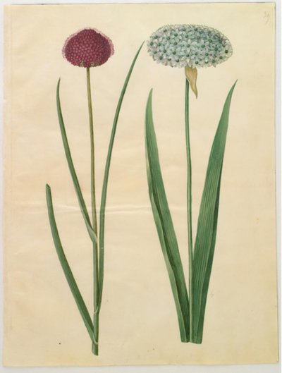 Allium sphaerocephalon (cebola mediterrânica); Allium nigrum (cebola preta) de Hans Simon Holtzbecker