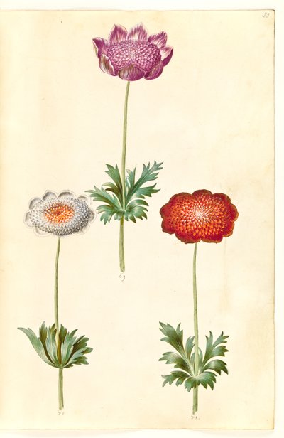 Anêmona coronaria (anêmona de fransk) de Hans Simon Holtzbecker