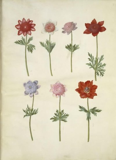 Anêmona coronaria (anêmona de fransk) de Hans Simon Holtzbecker