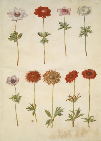 Anêmona coronaria (anêmona francesa); Anêmona ×fulgens (anêmona brilhante) de Hans Simon Holtzbecker