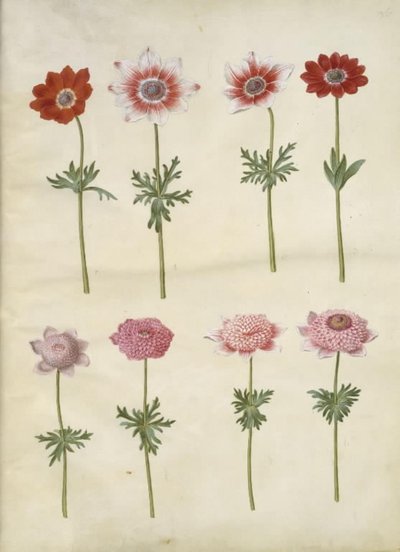 Anemone coronaria L. (anêmona francesa); Anêmona pavonina (anêmona de pavão) de Hans Simon Holtzbecker