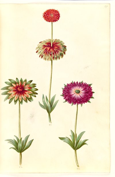 Anêmona ×fulgens (anêmona brilhante) de Hans Simon Holtzbecker