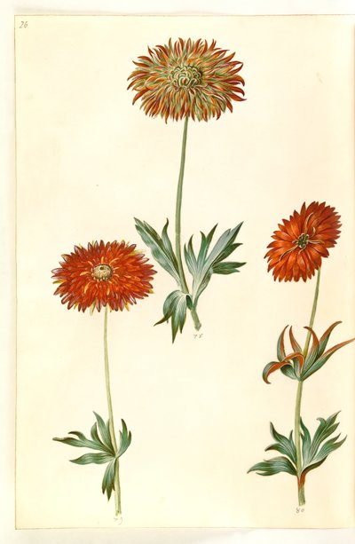 Anêmona ×fulgens (anêmona brilhante) de Hans Simon Holtzbecker
