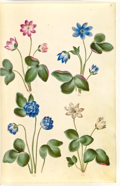 Anêmona hepática (anêmona azul) de Hans Simon Holtzbecker