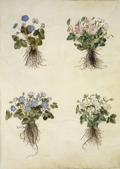 Anêmona hepática (anêmona azul) de Hans Simon Holtzbecker