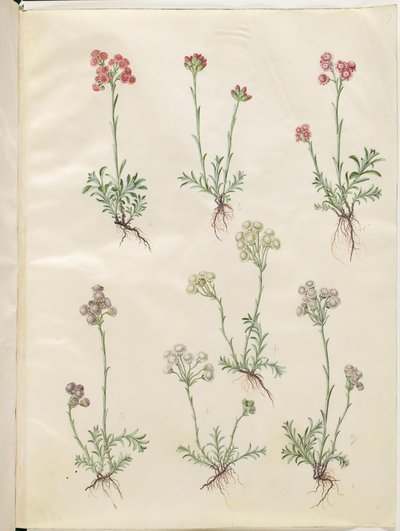 Antennaria dioica (pé de gato comum) de Hans Simon Holtzbecker
