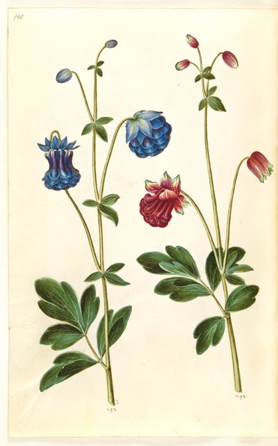 Aquilegia vulgaris (colombina comum) de Hans Simon Holtzbecker