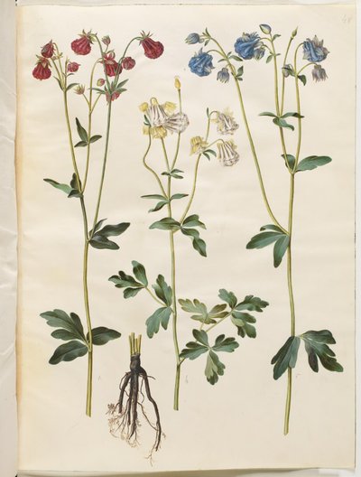 Aquilegia vulgaris (colombina comum) de Hans Simon Holtzbecker