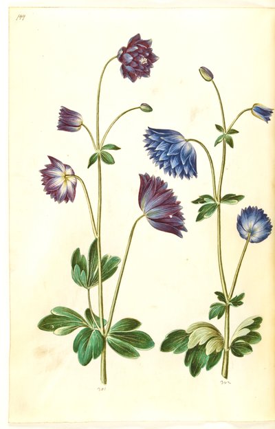 Aquilegia vulgaris (colombina comum) de Hans Simon Holtzbecker