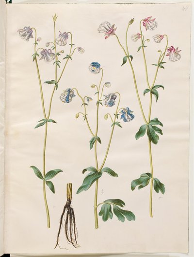 Aquilegia vulgaris (colombina comum) de Hans Simon Holtzbecker