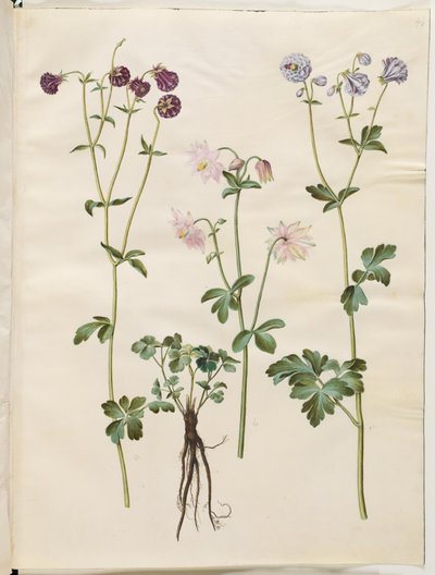 Aquilegia vulgaris (colombina comum) de Hans Simon Holtzbecker