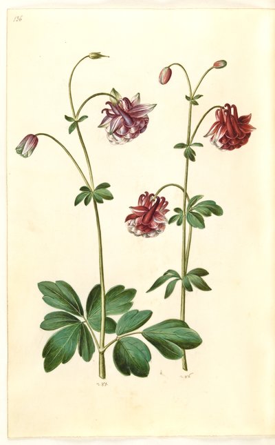 Aquilegia vulgaris (colombina comum) de Hans Simon Holtzbecker