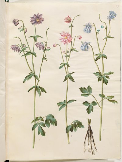 Aquilegia vulgaris (colombina comum) de Hans Simon Holtzbecker