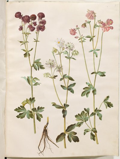Aquilegia vulgaris (colombina comum) de Hans Simon Holtzbecker