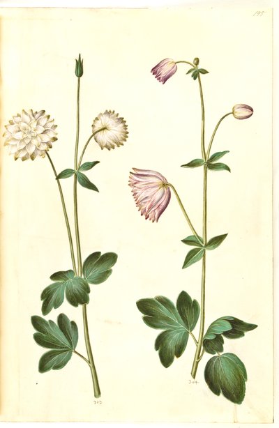Aquilegia vulgaris (colombina comum) de Hans Simon Holtzbecker