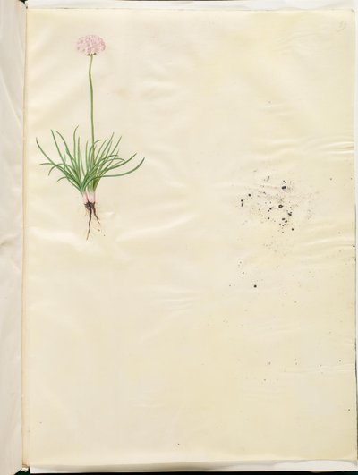 Armeria maritima (grama inglesa comum) de Hans Simon Holtzbecker
