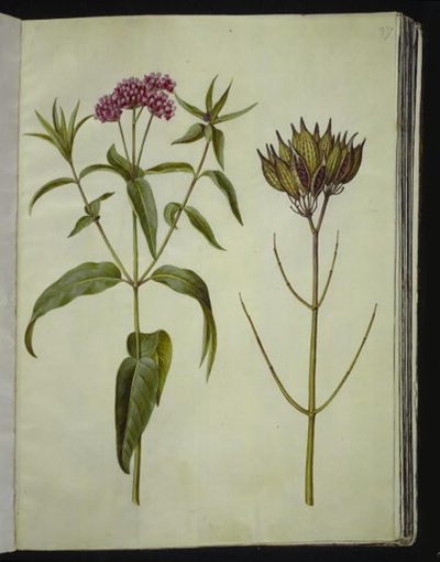 Asclepias incarnata (rosa-silkeplante) de Hans Simon Holtzbecker
