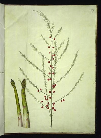 Espargos officinalis (aspargos comuns) de Hans Simon Holtzbecker