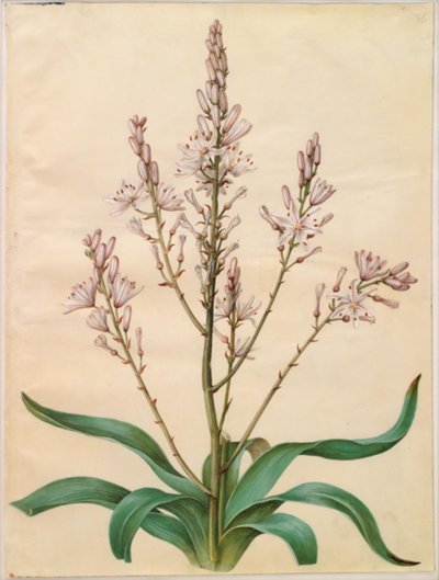 Asphodel ramosus (narciso verde) de Hans Simon Holtzbecker