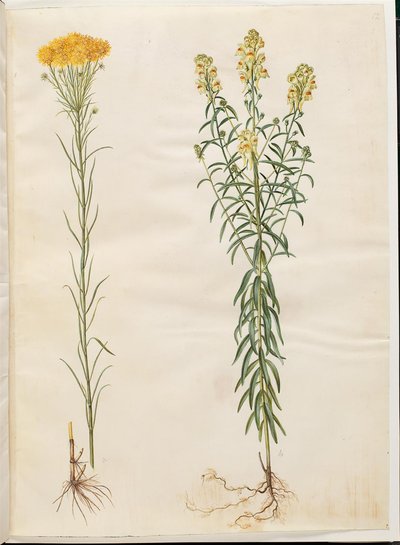 Aster linosyris (ásteres de cabelo dourado); Linaria vulgaris (boca de bacalhau comum) de Hans Simon Holtzbecker