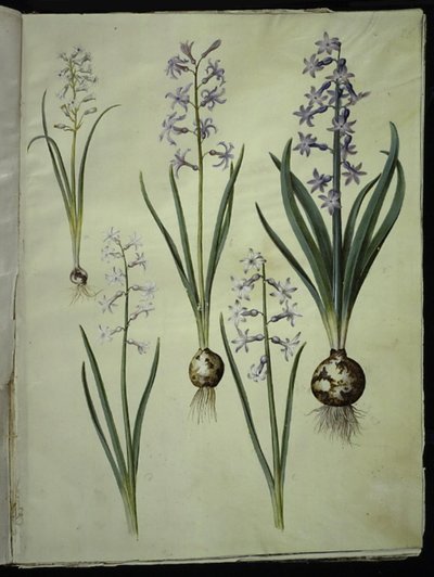 Brimeura amethystina (azul pireneus); Jacinto Oriental (Jacinto Almindelig) de Hans Simon Holtzbecker
