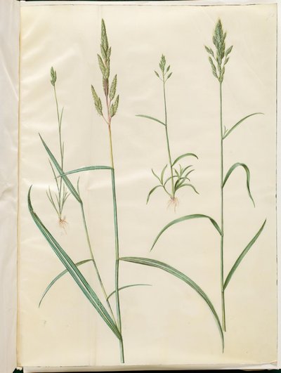 Cevada Bromus (blød hejre); Phalaris arundinacea de Hans Simon Holtzbecker