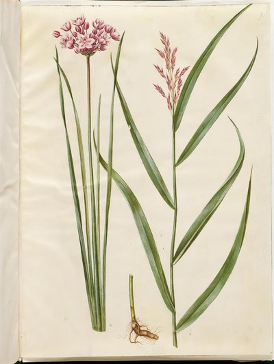 Butomus umbellatus (vela nupcial); Phragmites australis (junco comum) de Hans Simon Holtzbecker