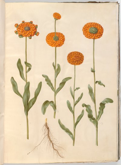 Calendula officinalis (calêndula de jardim) de Hans Simon Holtzbecker