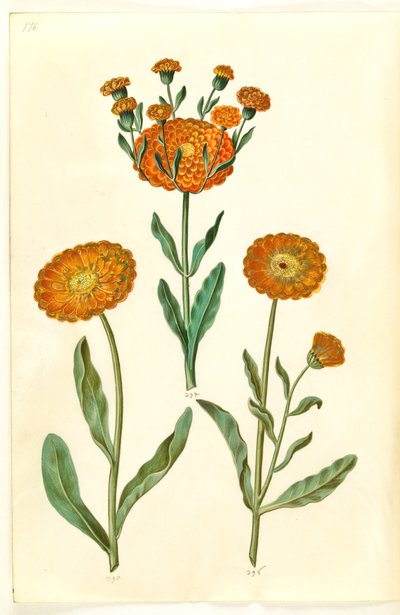 Calendula officinalis (calêndula de jardim) de Hans Simon Holtzbecker