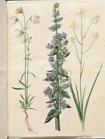 Campanula persicifolia (smalbladet kloke); Sino piramidal (piramida-klokke); Anthericum ramosum (grenet edderkopurt) de Hans Simon Holtzbecker