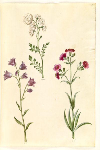 Cardamine pratensis (agrião); Campanula rotundifolia (?) (sino do sofrimento); Silene vulgaris (?) (mariposa da bexiga) de Hans Simon Holtzbecker