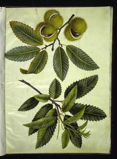 Castanea sativa (castanha verdadeira) de Hans Simon Holtzbecker