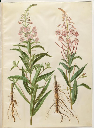 Chamerion angustifolium (smalbladet gederams) de Hans Simon Holtzbecker