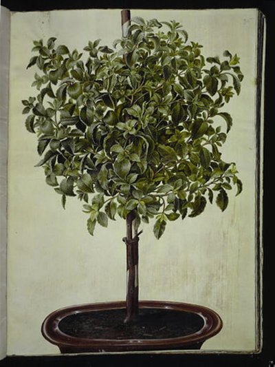 Cista do Cretáceo (kreta-soløjtræ) de Hans Simon Holtzbecker