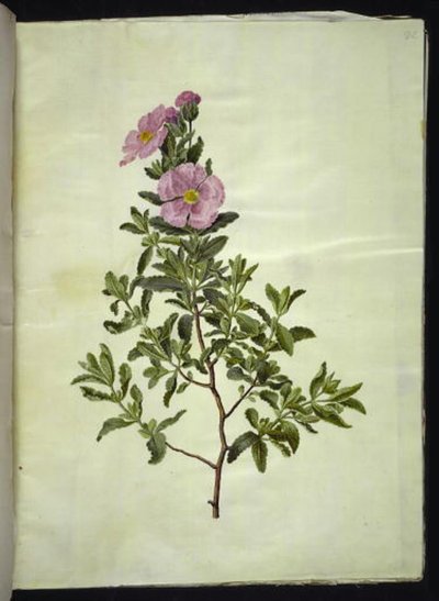 Cista do Cretáceo (kreta-soløjtræ) de Hans Simon Holtzbecker