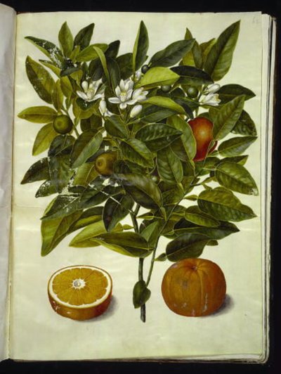 Citrus sinensis (laranja) de Hans Simon Holtzbecker