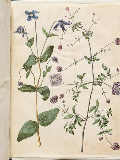 Clematis integrifolia (clematis perene azul); Clematis viticella (trepadeira italiana) de Hans Simon Holtzbecker