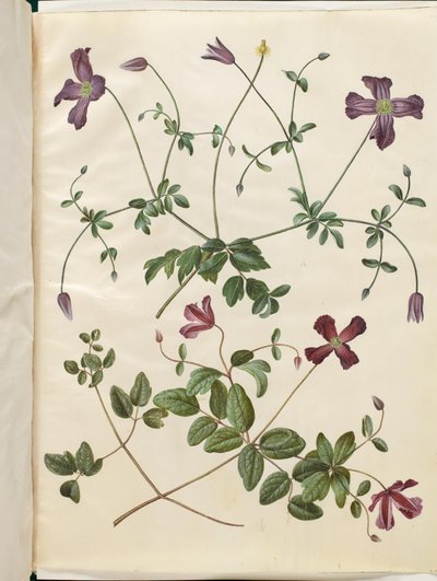Clematis viticella (skovranke italiano) de Hans Simon Holtzbecker
