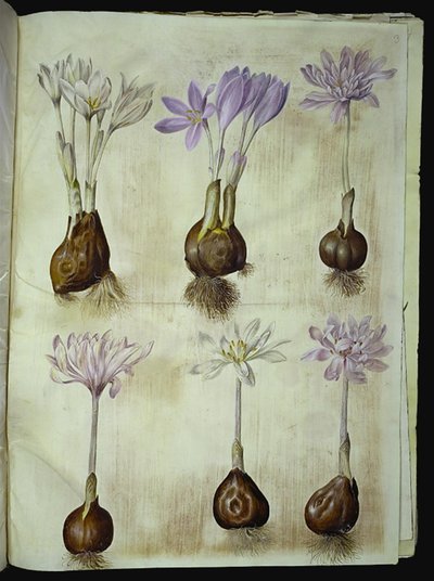 Colchicum autumnale (høst-tidløs) de Hans Simon Holtzbecker