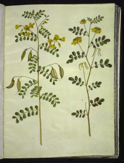 Colutea arborescens (bexiga comum); Hippocrepis emerus (ferradura) de Hans Simon Holtzbecker