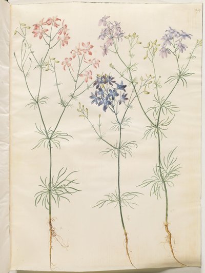 Consolida Regalis (Korn-Riedersfoor) de Hans Simon Holtzbecker