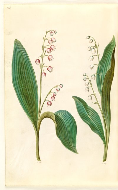 Convallaria majalis rosea (lírio vermelho do vale); Convallaria majalis (lírio do vale) de Hans Simon Holtzbecker