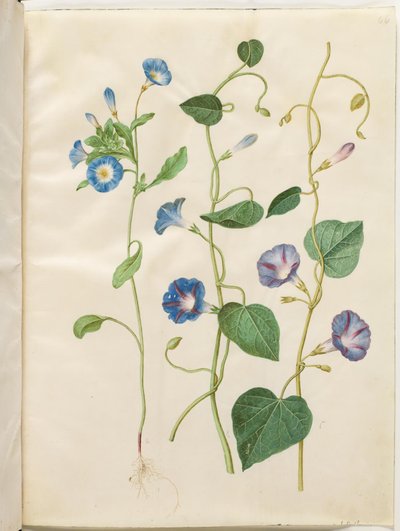 Convolvulus tricolor (saia de solteira); Ipomoea purpurea (magnólia roxa) de Hans Simon Holtzbecker