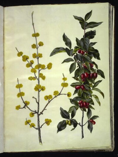 Cornus mas (dogwood cereja) de Hans Simon Holtzbecker