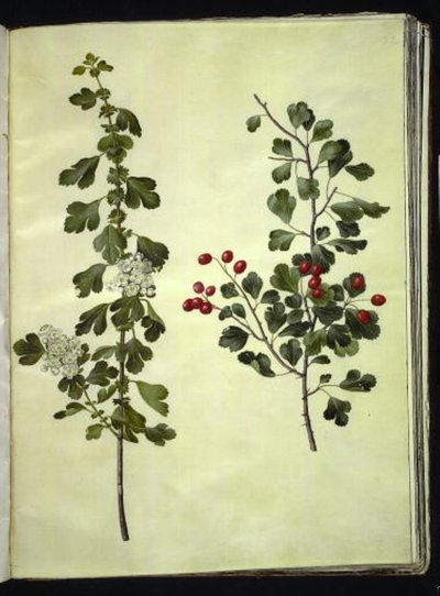 Crataegus laevigata (espinheiro comum) de Hans Simon Holtzbecker