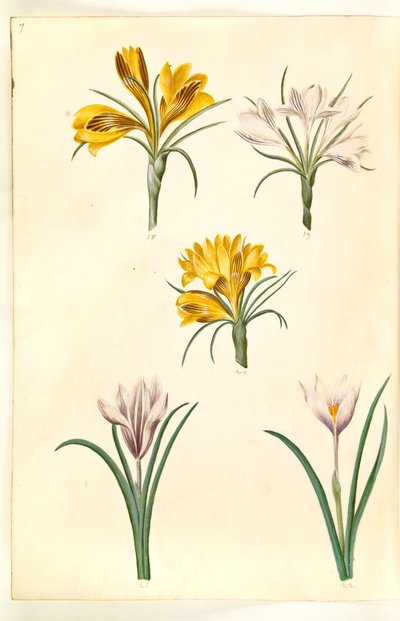 Açafrão estreitofolius (açafrão dos Balcãs); Crocus versicolor (alpe-crocus); Primavera açafrão (?) (vår-krokus) de Hans Simon Holtzbecker