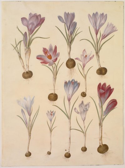 Açafrão vernus (açafrão primavera) de Hans Simon Holtzbecker