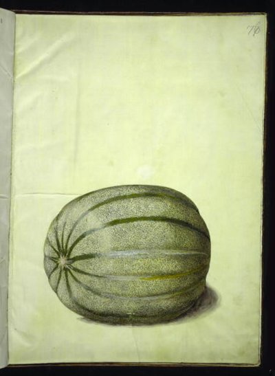 Cucumis melo (melão) de Hans Simon Holtzbecker