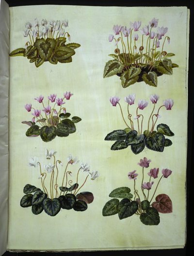 Cyclamen hederifolium (violeta alpina de folha de hera); Cyclamen purpurascens (verdadeira violeta alpina) de Hans Simon Holtzbecker