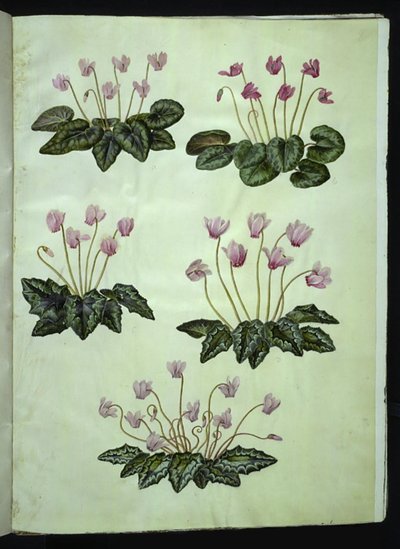Cyclamen purpurascens (verdadeira violeta alpina); Cyclamen hederifolium (violeta alpina de folha de hera) de Hans Simon Holtzbecker